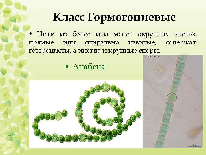 Класс Гормогониевые · Нити из более или менее округлых клеток прямые или спирально извитые,