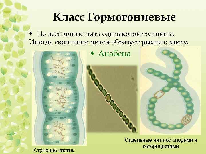 Класс Гормогониевые · По всей длине нить одинаковой толщины. Иногда скопление нитей образует рыхлую