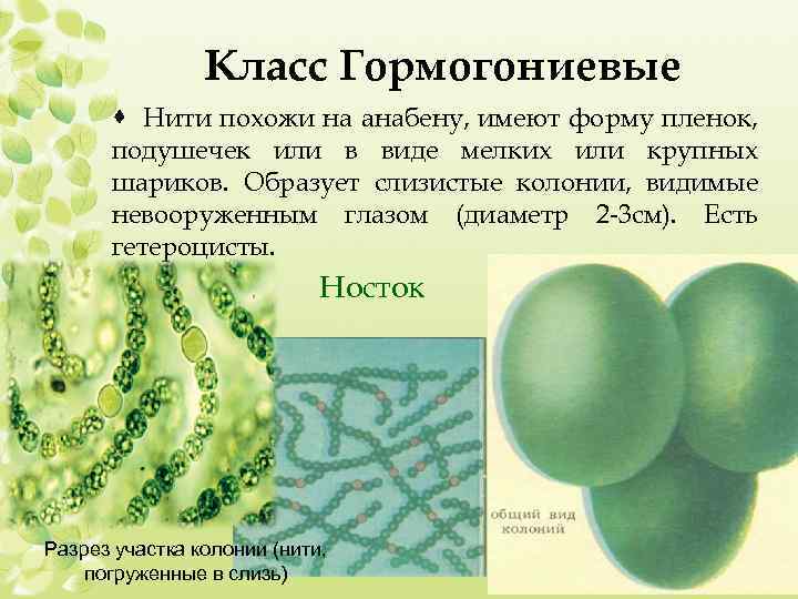 Класс Гормогониевые · Нити похожи на анабену, имеют форму пленок, подушечек или в виде