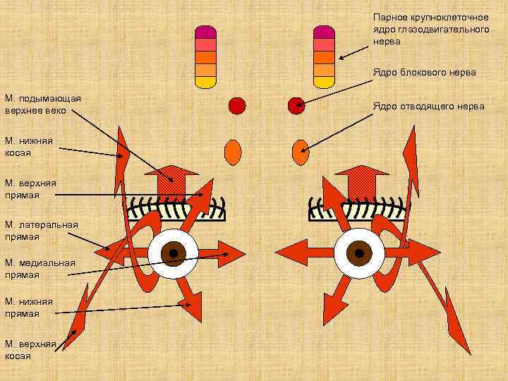 Парное крупноклеточное ядро глазодвигательного нерва Ядро блокового нерва М. подымающая верхнее веко М. нижняя