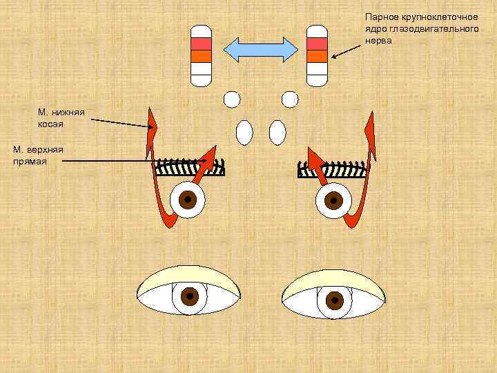 Парное крупноклеточное ядро глазодвигательного нерва М. нижняя косая М. верхняя прямая 