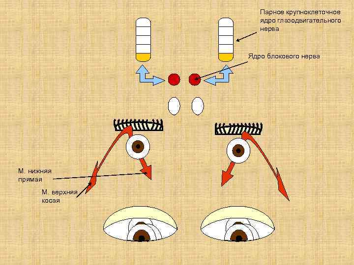 Парное крупноклеточное ядро глазодвигательного нерва Ядро блокового нерва М. нижняя прямая М. верхняя косая