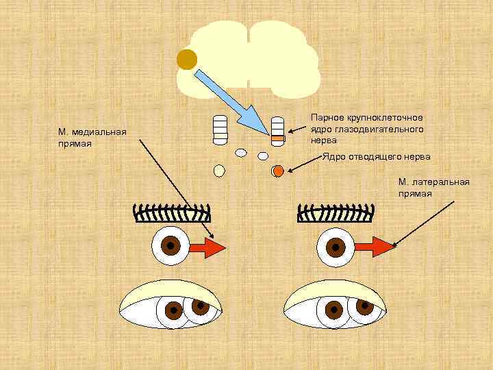 М. медиальная прямая Парное крупноклеточное ядро глазодвигательного нерва Ядро отводящего нерва М. латеральная прямая