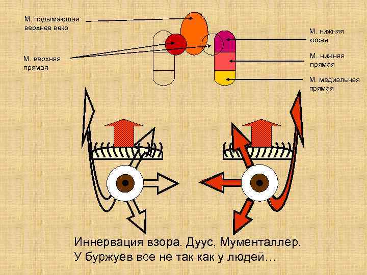 М. подымающая верхнее веко М. нижняя косая М. нижняя прямая М. верхняя прямая М.