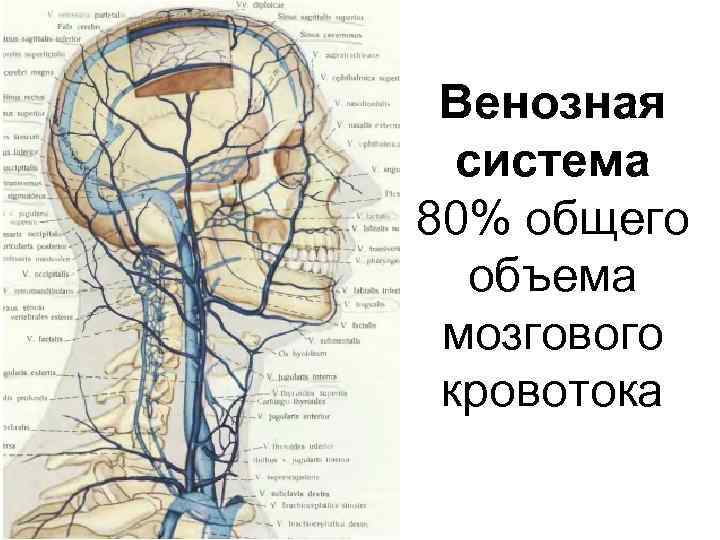 Венозная система 80% общего объема мозгового кровотока 
