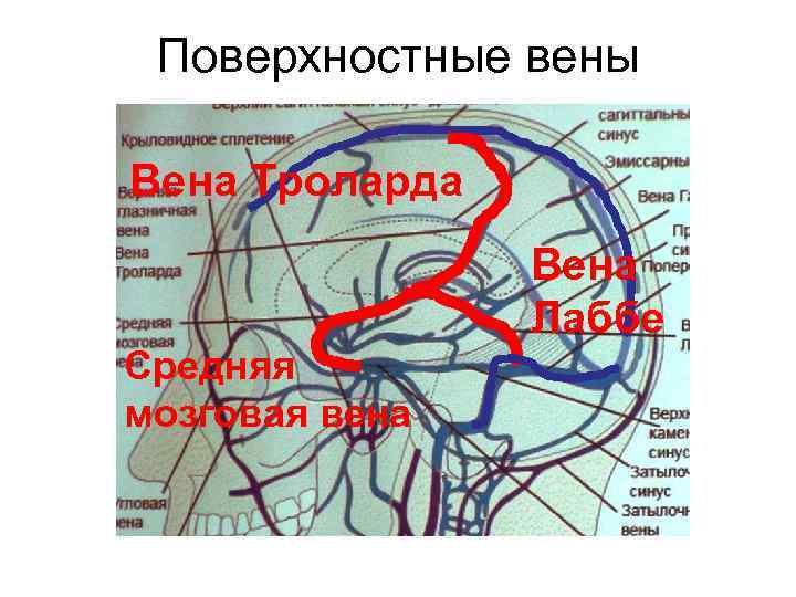 Поверхностные вены Вена Троларда Вена Лаббе Средняя мозговая вена 