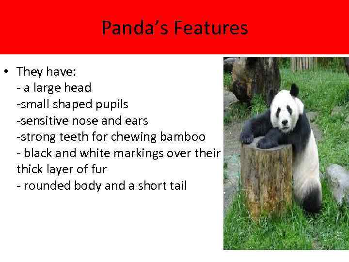 Panda’s Features • They have: - a large head -small shaped pupils -sensitive nose