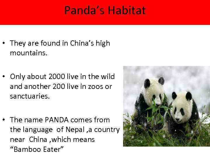 Panda’s Habitat • They are found in China’s high mountains. • Only about 2000