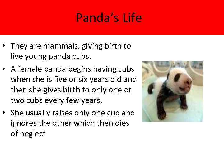 Panda’s Life • They are mammals, giving birth to live young panda cubs. •