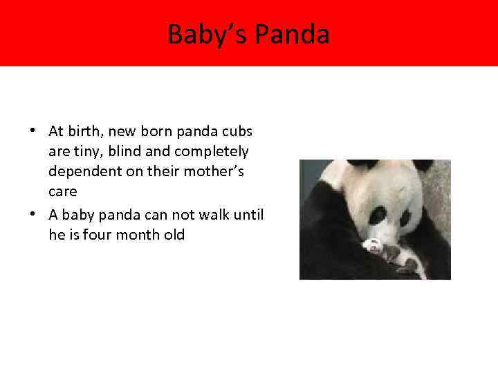 Baby’s Panda • At birth, new born panda cubs are tiny, blind and completely