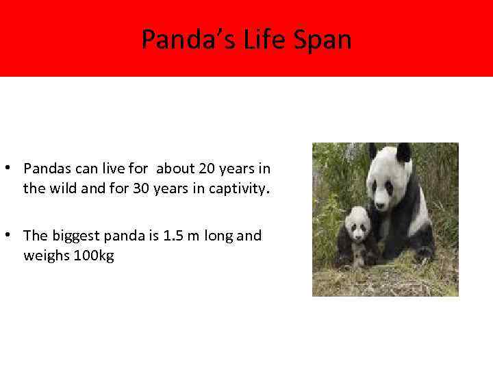 Panda’s Life Span • Pandas can live for about 20 years in the wild