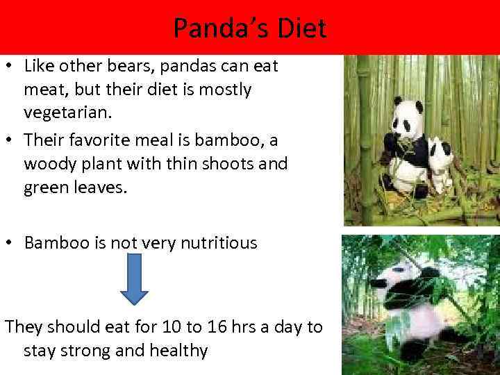 Panda’s Diet • Like other bears, pandas can eat meat, but their diet is