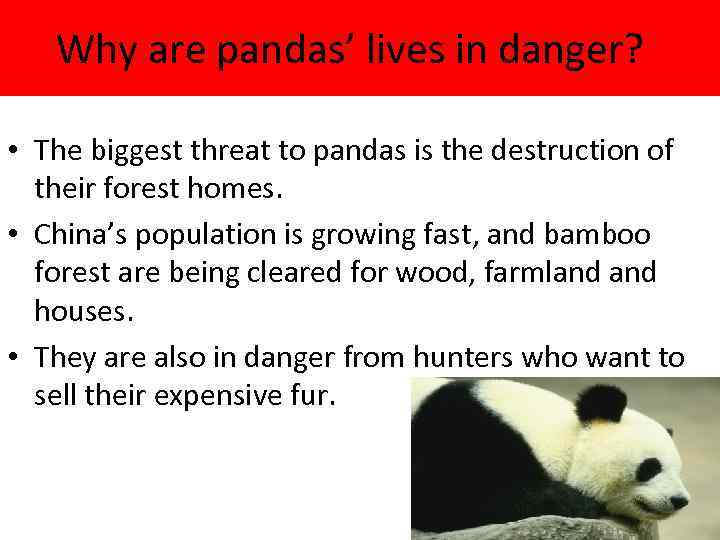 Why are pandas’ lives in danger? • The biggest threat to pandas is the