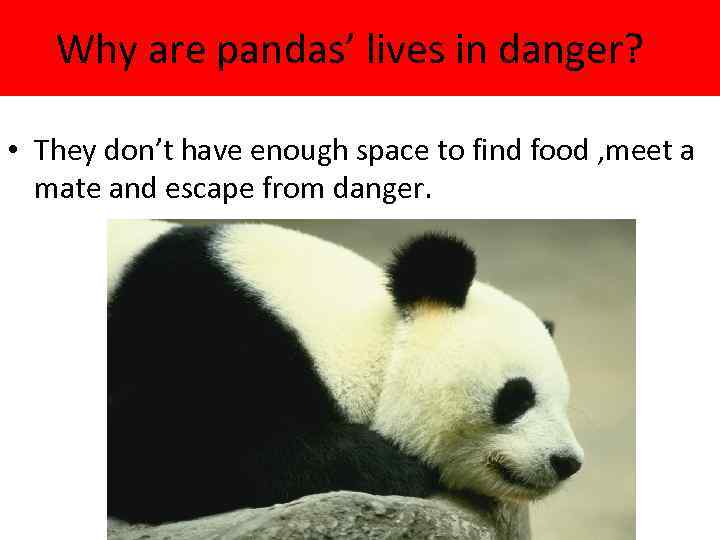 Why are pandas’ lives in danger? • They don’t have enough space to find