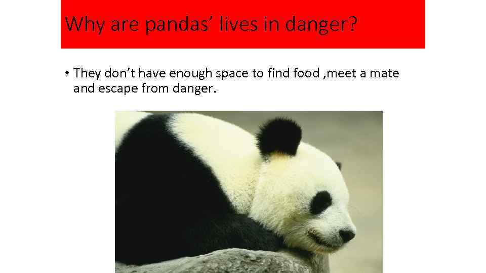 Why are pandas’ lives in danger? • They don’t have enough space to find