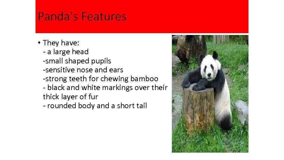 Panda’s Features • They have: - a large head -small shaped pupils -sensitive nose