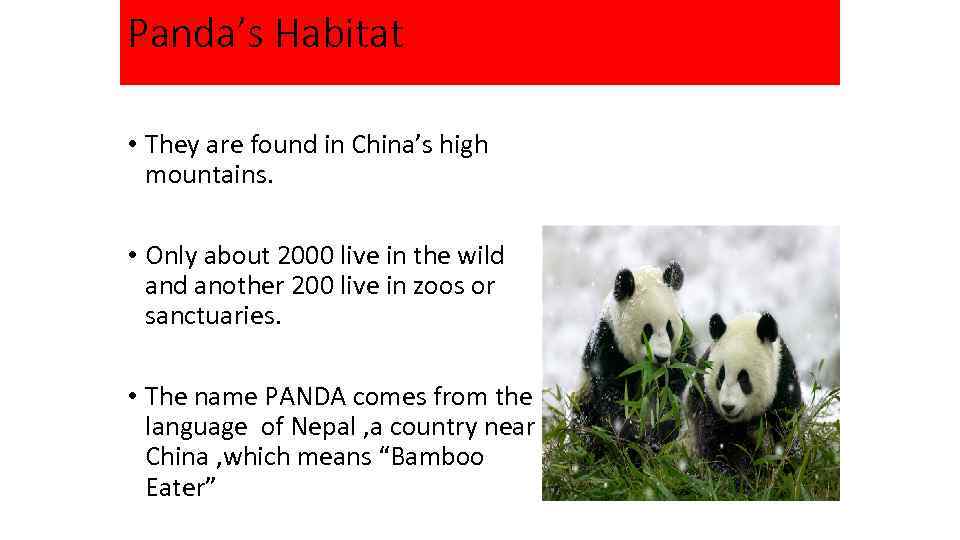 Panda’s Habitat • They are found in China’s high mountains. • Only about 2000