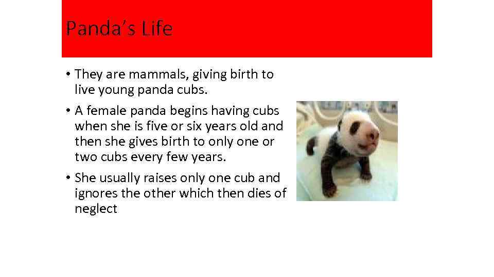 Panda’s Life • They are mammals, giving birth to live young panda cubs. •