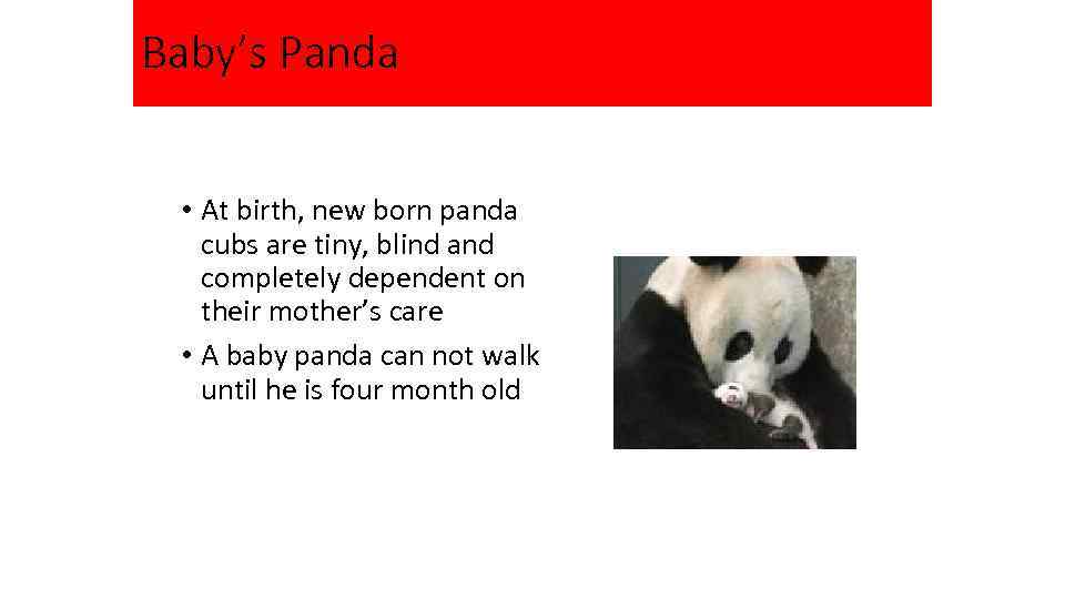 Baby’s Panda • At birth, new born panda cubs are tiny, blind and completely