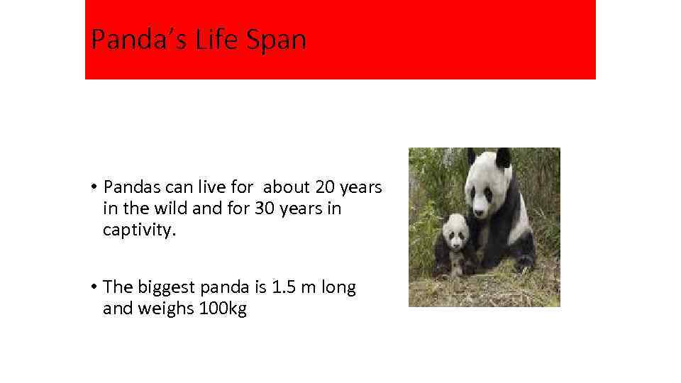 Panda’s Life Span • Pandas can live for about 20 years in the wild