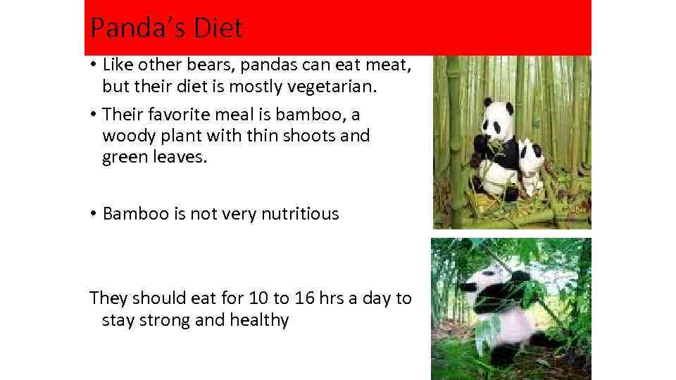 Panda’s Diet • Like other bears, pandas can eat meat, but their diet is
