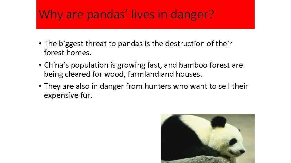 Why are pandas’ lives in danger? • The biggest threat to pandas is the
