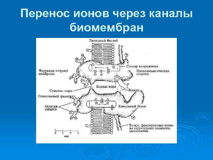 Перенос ионов через каналы биомембран 