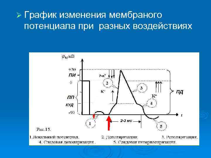Ø График изменения мембраного потенциала при разных воздействиях 