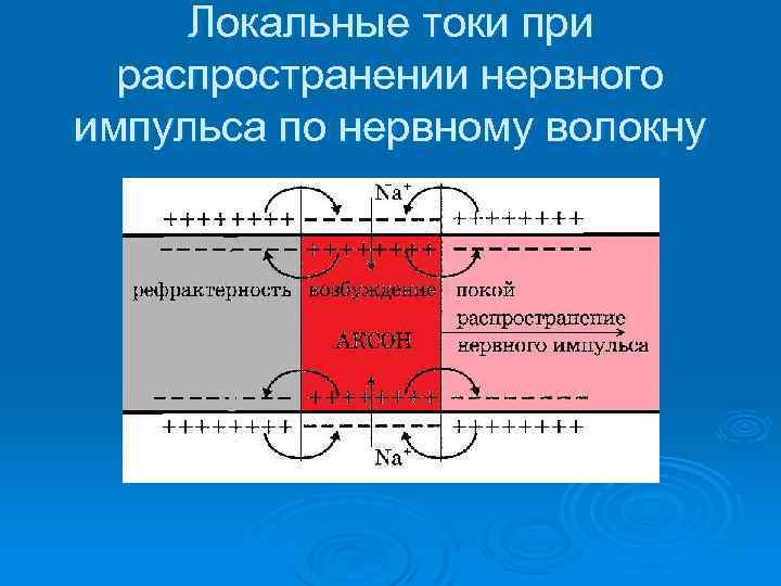 Локальные токи при распространении нервного импульса по нервному волокну 