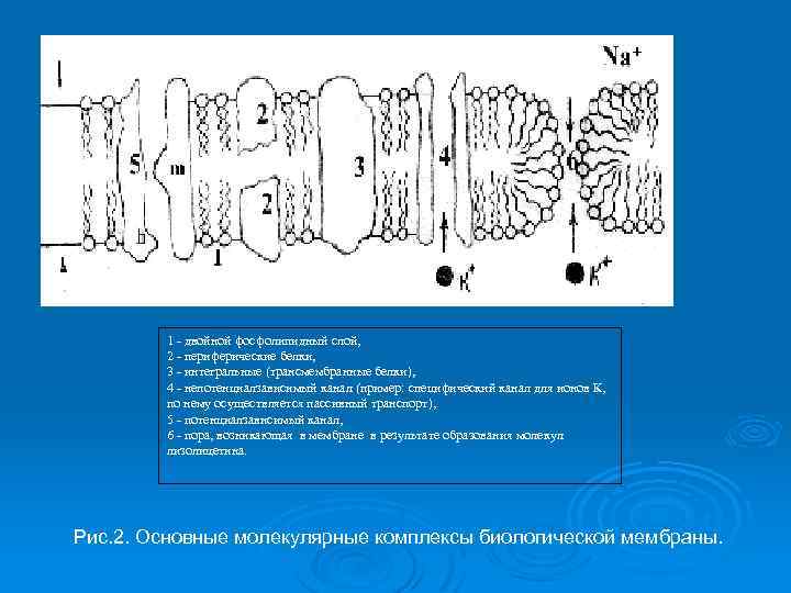 1 - двойной фосфолипидный слой, 2 - периферические белки, 3 - интегральные (трансмембранные белки),