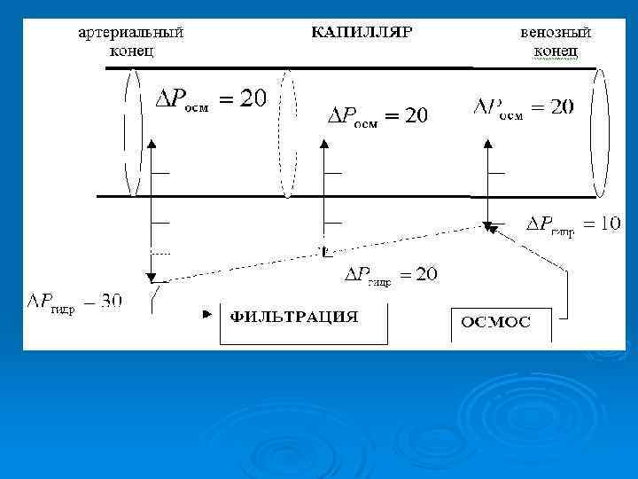Рис. 9. Ри Схема водного обмена между кровью и лимфой. 