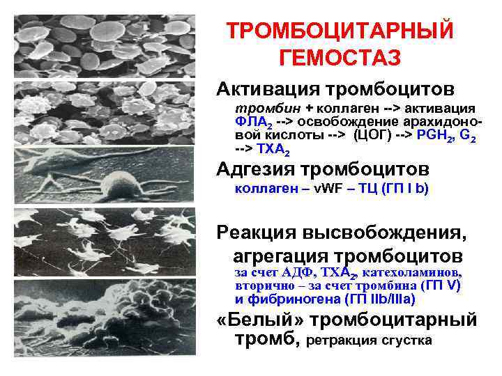 ТРОМБОЦИТАРНЫЙ ГЕМОСТАЗ Активация тромбоцитов тромбин + коллаген --> активация ФЛА 2 --> освобождение арахидоновой