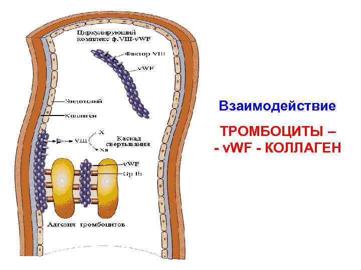 Взаимодействие ТРОМБОЦИТЫ – - v. WF - КОЛЛАГЕН Долгов В. В. , Свирин П.