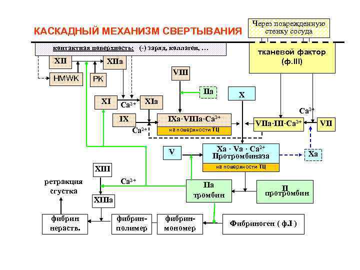 КАСКАДНЫЙ МЕХАНИЗМ СВЕРТЫВАНИЯ контактная поверхность: (-) заряд, коллаген, … XII HMWK тканевой фактор (ф.