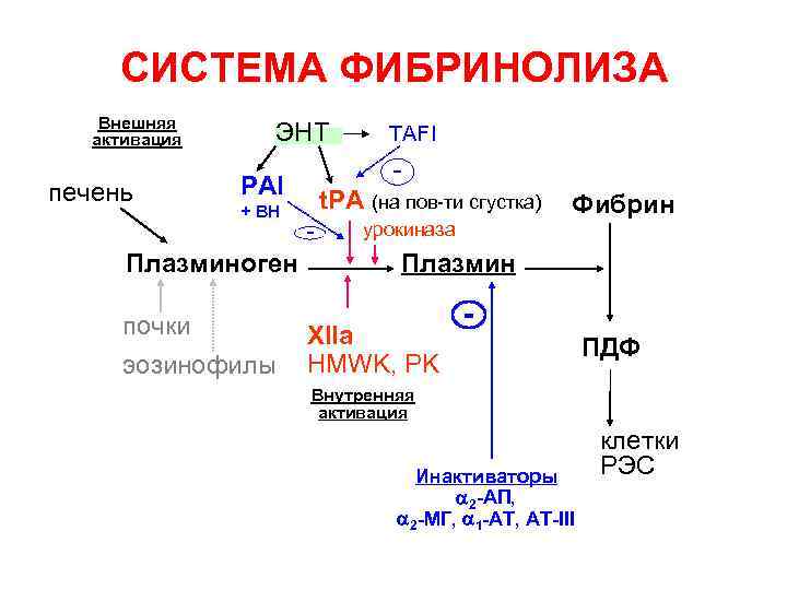 СИСТЕМА ФИБРИНОЛИЗА Внешняя активация печень ЭНТ - PAI + ВН Плазминоген почки эозинофилы TAFI