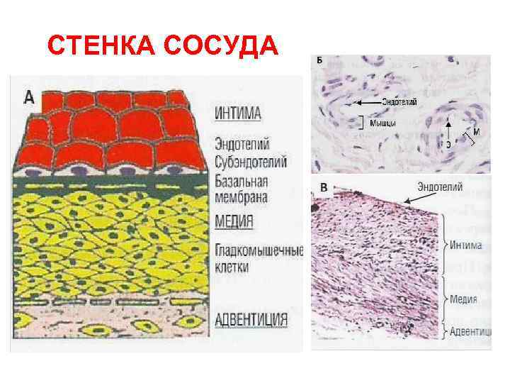 СТЕНКА СОСУДА Долгов В. В. , Свирин П. В. , 2005 