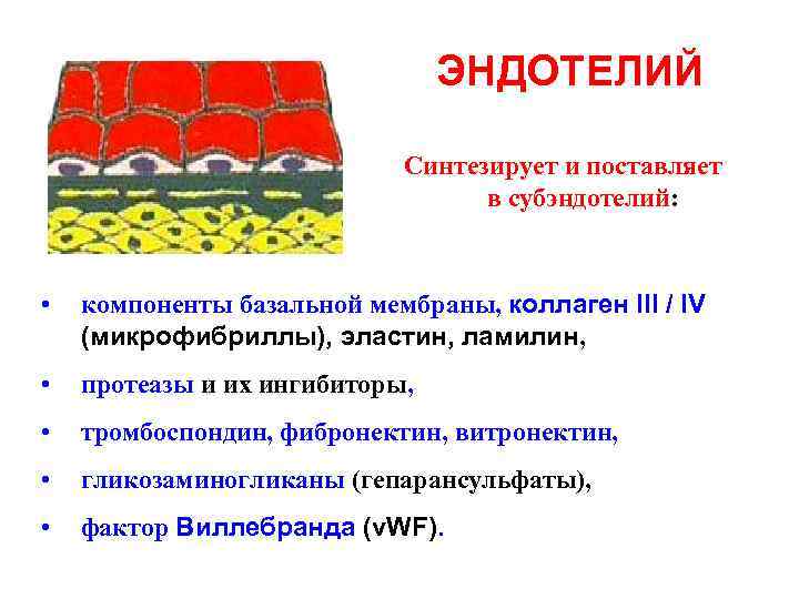 ЭНДОТЕЛИЙ Синтезирует и поставляет в субэндотелий: • компоненты базальной мембраны, коллаген III / IV