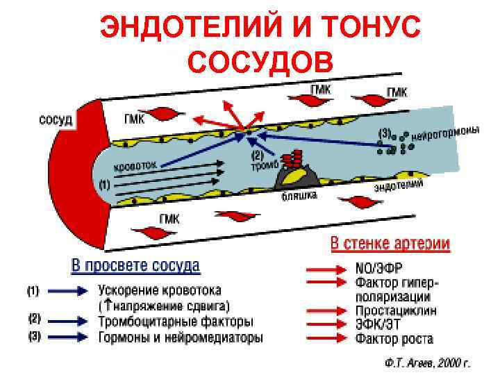 ЭНДОТЕЛИЙ И ТОНУС СОСУДОВ 