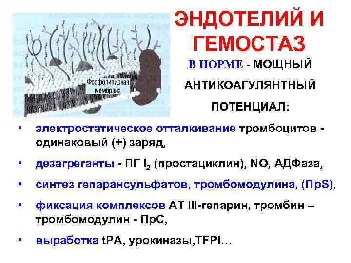 ЭНДОТЕЛИЙ И ГЕМОСТАЗ В НОРМЕ - МОЩНЫЙ АНТИКОАГУЛЯНТНЫЙ ПОТЕНЦИАЛ: • электростатическое отталкивание тромбоцитов одинаковый