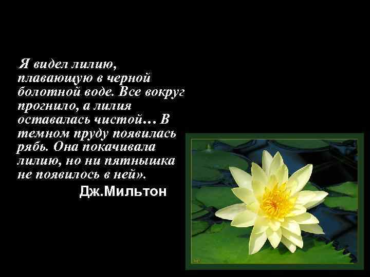 Лилия видный. Я видел лилию плавающую в черной Болотной. Болотная Лилия стих. Как использует человек цветок лилию. Болотные лилии для чего используют.