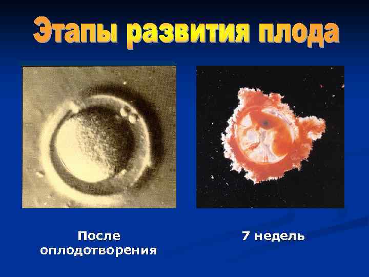 После оплодотворения 7 недель 