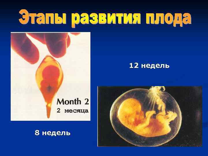 12 недель 8 недель 