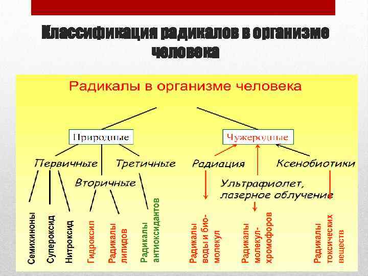 Классификация радикалов в организме человека 