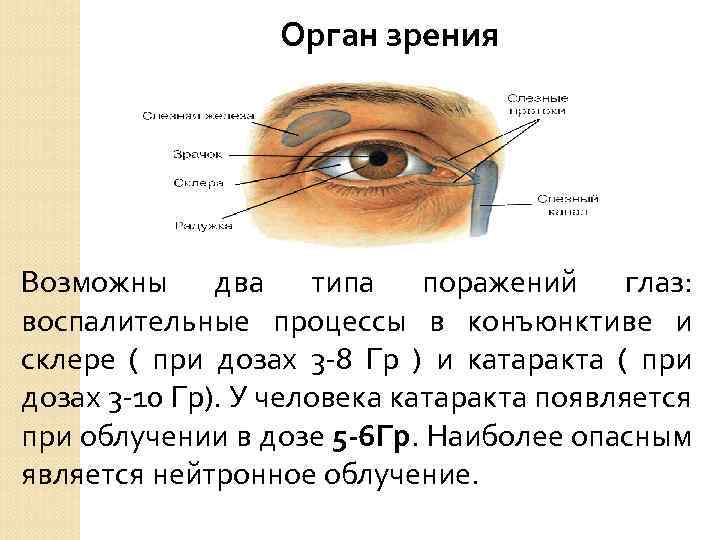 Орган зрения Возможны два типа поражений глаз: воспалительные процессы в конъюнктиве и склере (