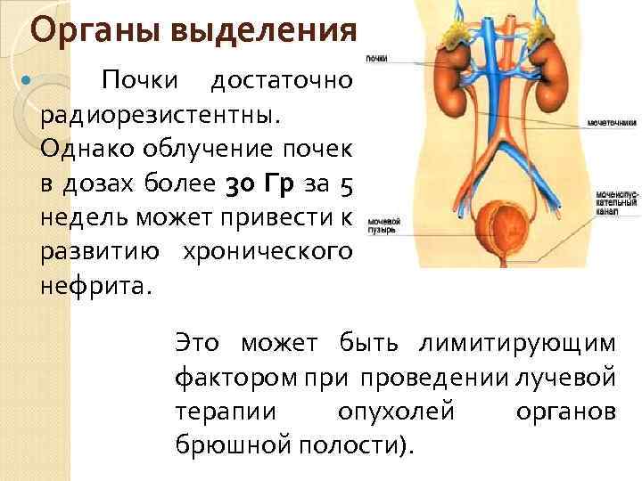 Органы выделения Почки достаточно радиорезистентны. Однако облучение почек в дозах более 30 Гр за