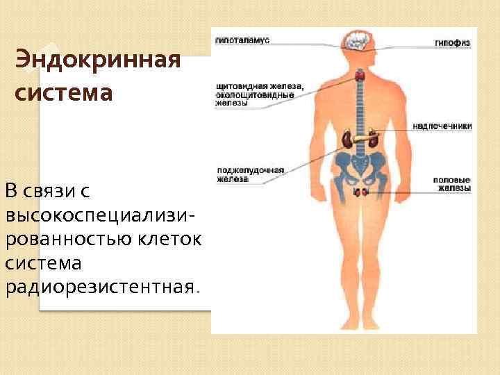 Взаимосвязь систем органов в организме человека