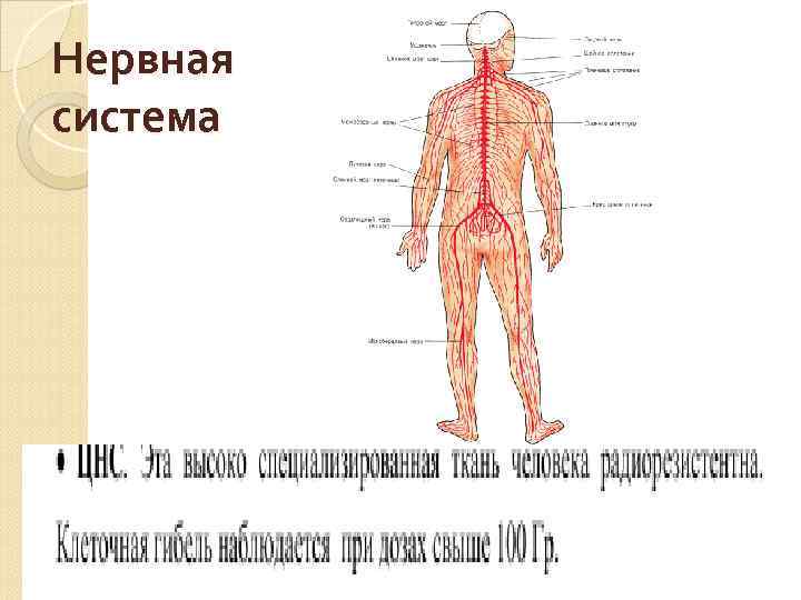 Нервная система 