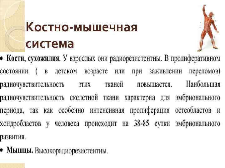 Костно-мышечная система 