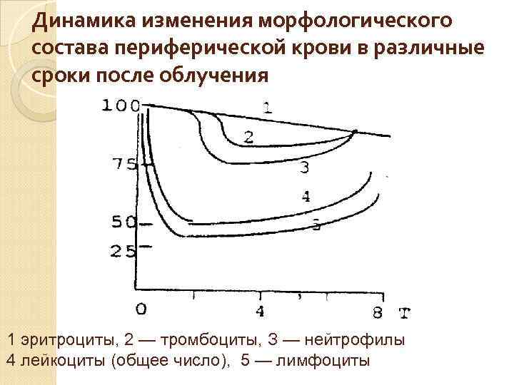 Динамика изменения морфологического состава периферической крови в различные сроки после облучения 1 эритроциты, 2