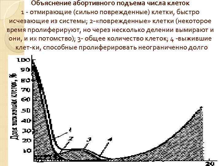 Объяснение абортивного подъема числа клеток 1 отмирающие (сильно поврежденные) клетки, быстро исчезающие из системы;